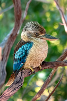 Laughing kookaburra