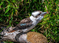 Laughing kookaburra
