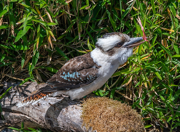 Laughing kookaburra