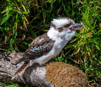 Laughing kookaburra