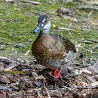 Lesser Brazilian teal