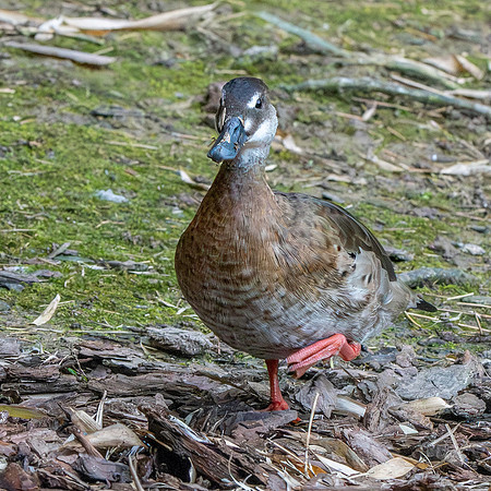 Lesser Brazilian teal