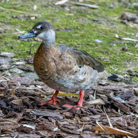 Lesser Brazilian teal