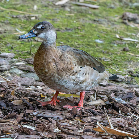 Lesser Brazilian teal