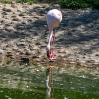 Lesser flamingo