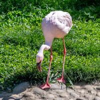 Lesser flamingo