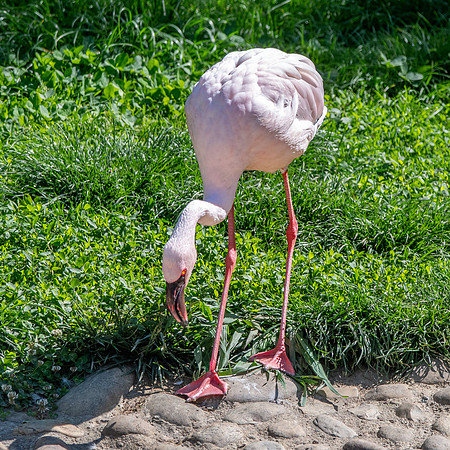 Lesser flamingo