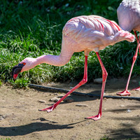 Lesser flamingo