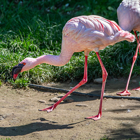 Lesser flamingo