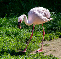 Lesser flamingo