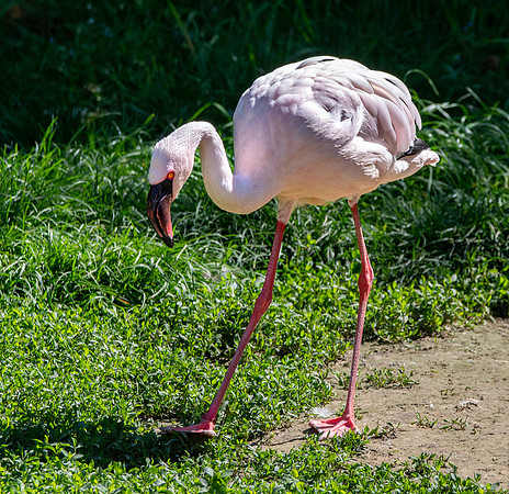 Lesser flamingo