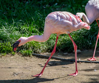 Lesser flamingo