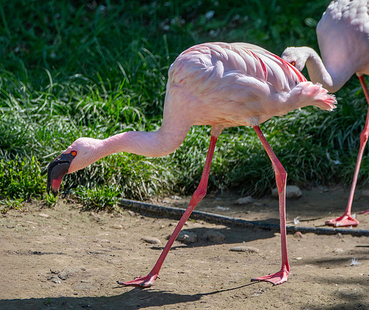Lesser flamingo