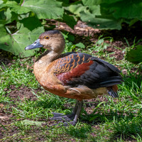 Lesser Javan whistling duck