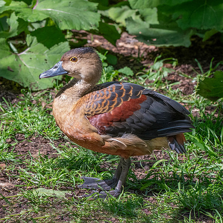 Lesser Javan whistling duck