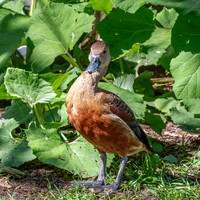 Lesser Javan whistling duck