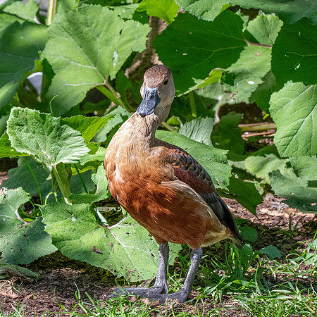 Lesser Javan whistling duck