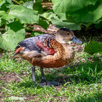 Lesser Javan whistling duck