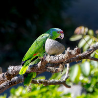 Lilac crowned amazon