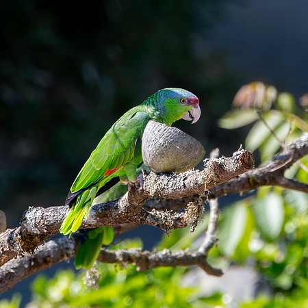 Lilac crowned amazon