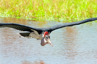 Marabou stork