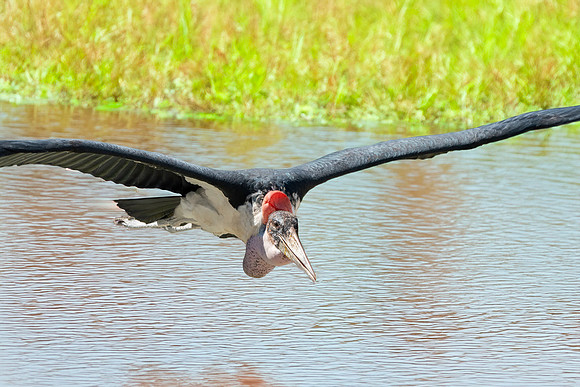 Marabou stork
