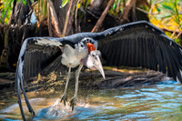 Marabou stork