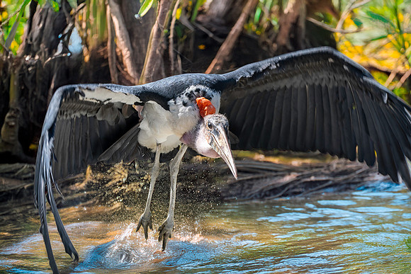 Marabou stork