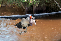 Marabou stork