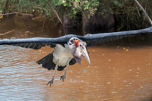 Marabou stork