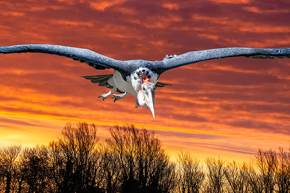 Marabou stork