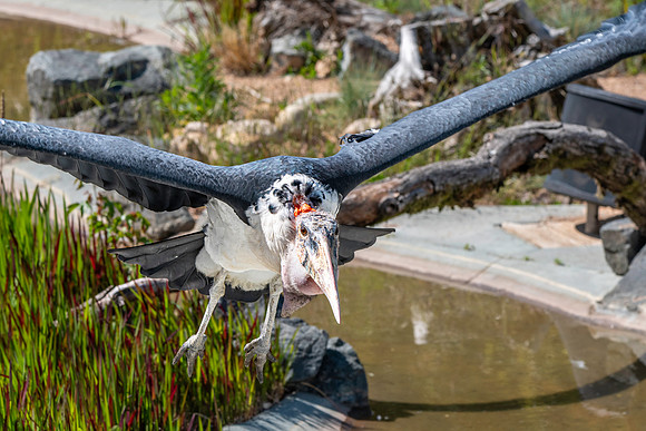 Marabou stork