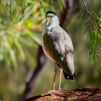 Masked plover / masked lapwing
