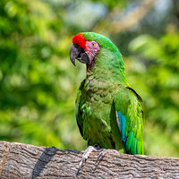 Military macaw