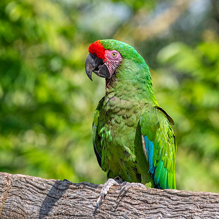 Military macaw