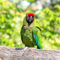 Military macaw
