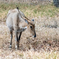 Nilgai / blue bull antelope, juvenile