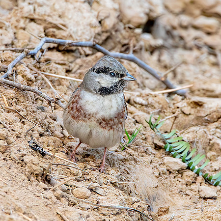 White capped bunting, male