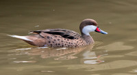 Bahama pintail