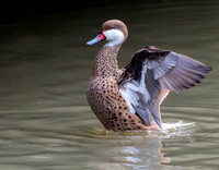 Bahama pintail