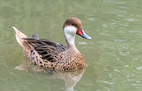 Bahama pintail