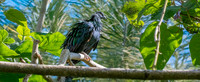 Nicobar pigeon