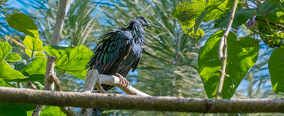 Nicobar pigeon