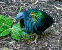 Nicobar pigeon