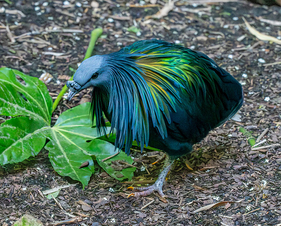 Nicobar pigeon