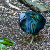 Nicobar pigeon