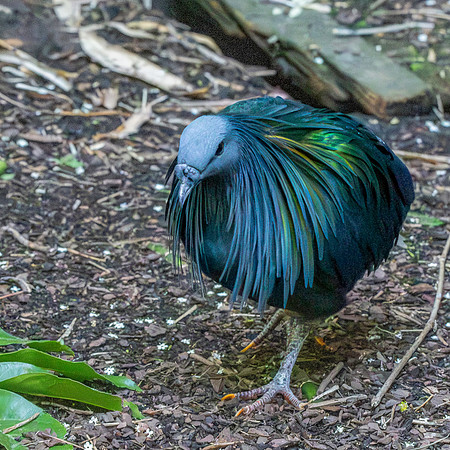 Nicobar pigeon