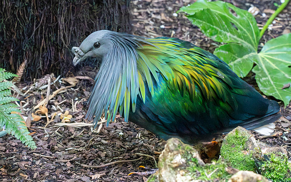 Nicobar pigeon