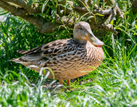 Northern Shoveler, female