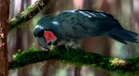 Palm cockatoo